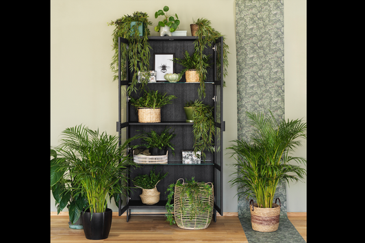 Rowico EVERETT HIGH Glass Cabinet