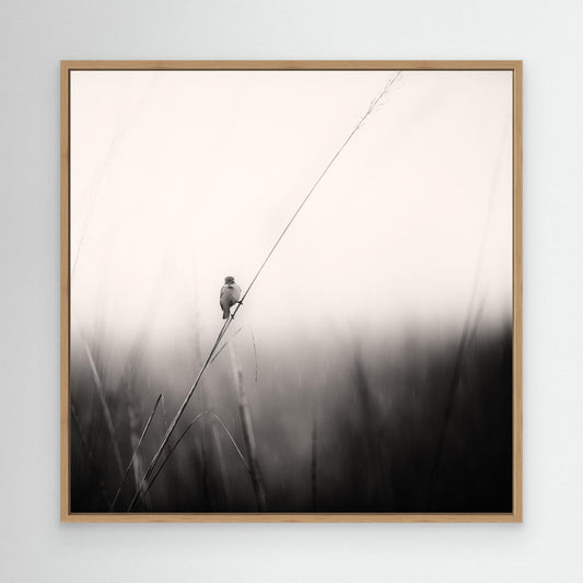 monsoon melodies by Swapnil