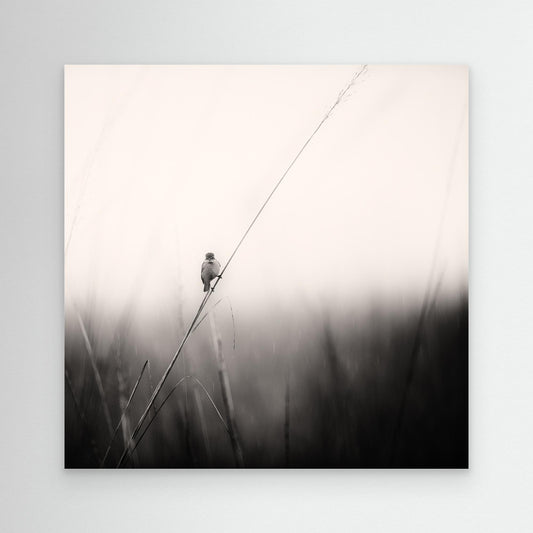 monsoon melodies by Swapnil